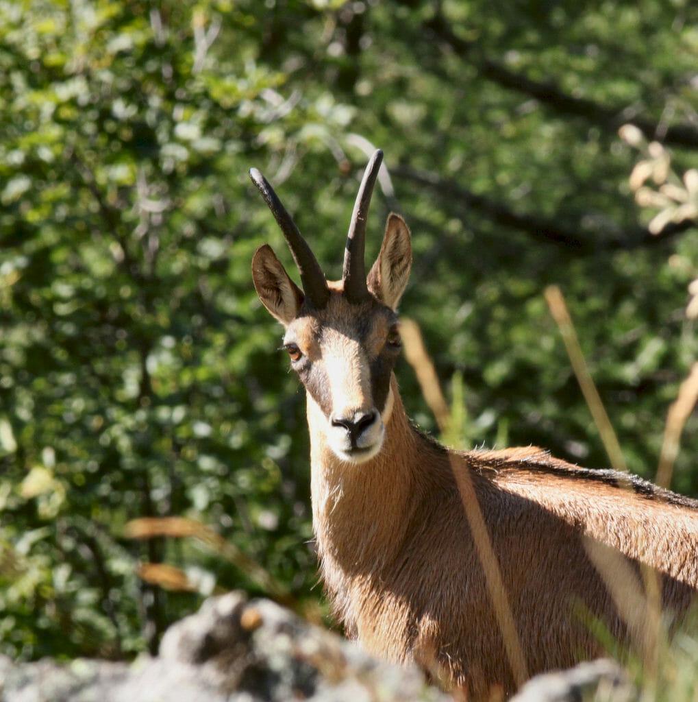 Chamois, ever inquisitive. (Photo courtesy of Jacques Chibret/Flickr.)