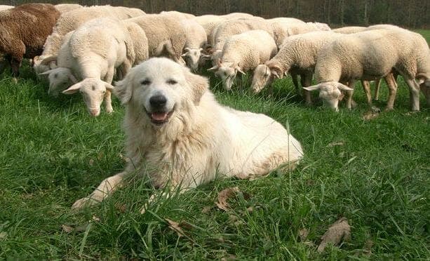 An Alps guardian dog, or Patou, with its flock of sheep 