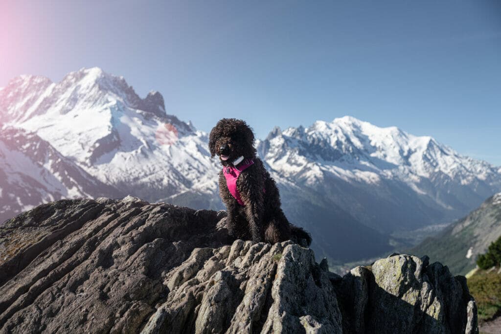 trail running dog Izzy