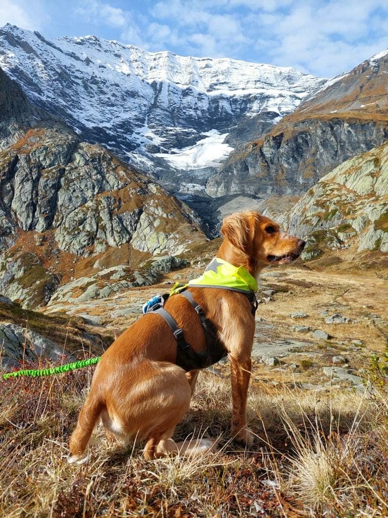 trail running dog Piglet