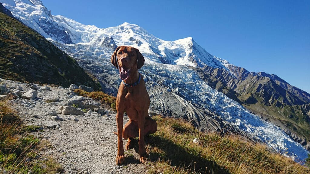 Obi the trail running dog