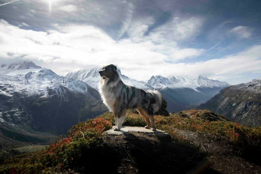 Mimmi's dog from the site with snowy mountain tops at the back