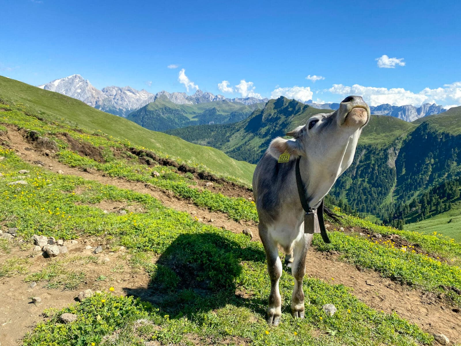 Marmoolada Cow