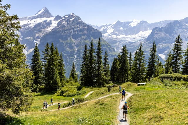 Dropping down into forest to reach Grindelwald trail running