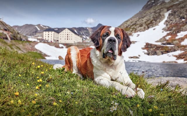 St Bernard dog sitting in meadow at Grand St Bernard Pass