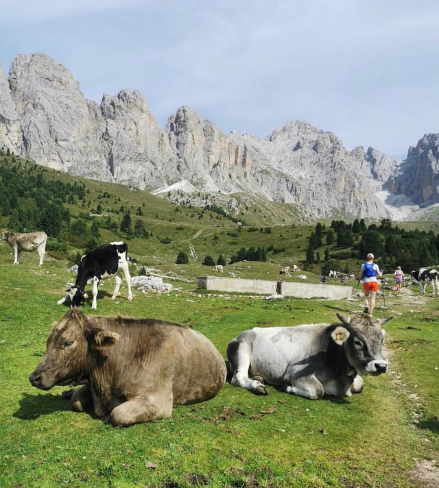 Trail running past cows in the Dolomites