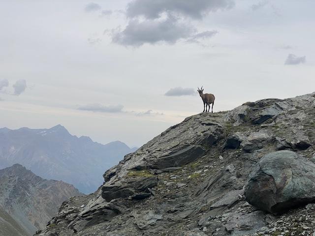An ibex on a rock in the Gran Paradiso national park