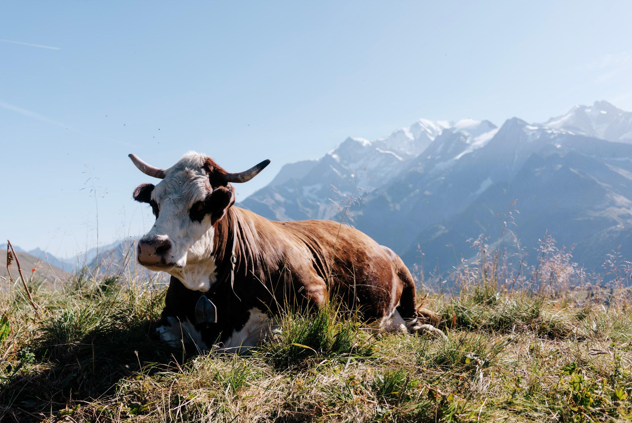 Cow sits on grass with snowy mountains behind