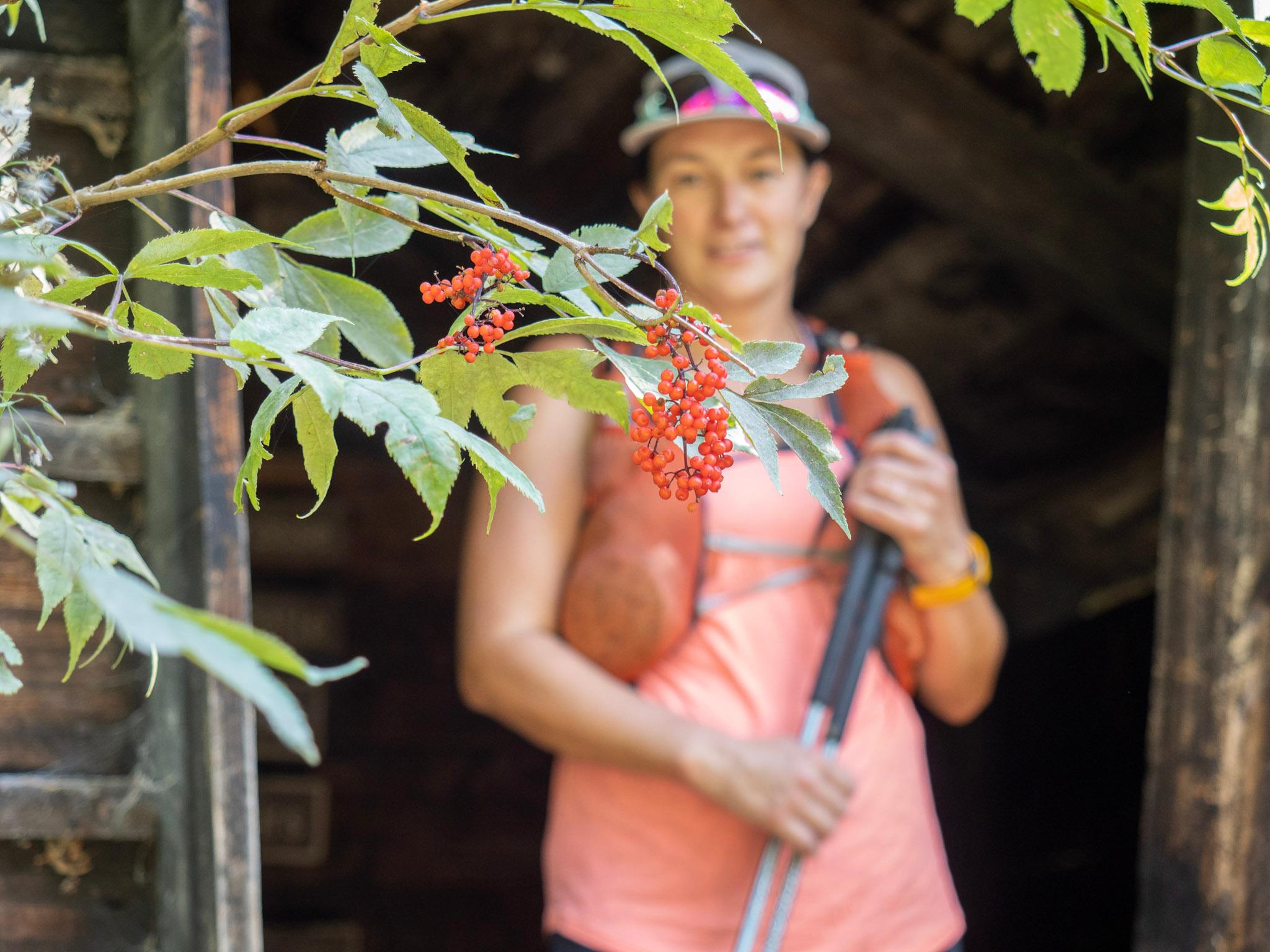 tree with red berries and woman runner in background