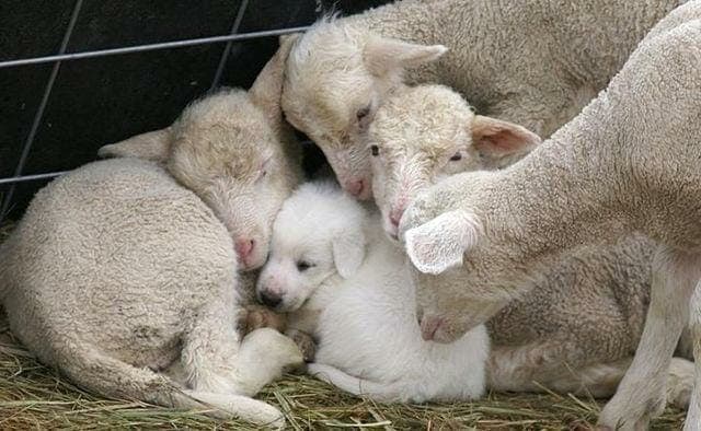 Patou (Alps guardian dog) puppy, growing up as part of the flock