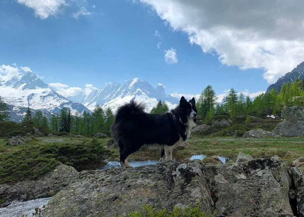 Nuptse, resident of Refuge Loriaz stands on a rock with the Aiguille Verte mountain visible behind