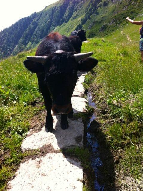 Somebody doesn't want to share the trail! En route to Belalp, in the Valais region.