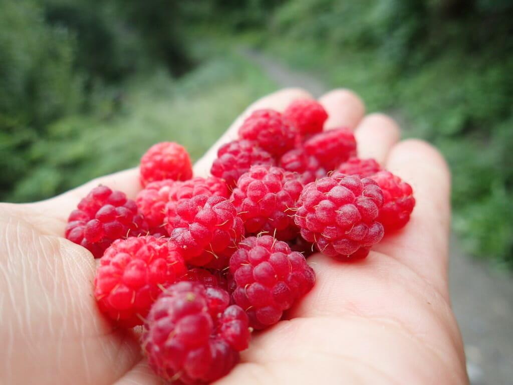 Foraged trail snack of fresh raspberries, plucked right off bushes lining the TMB route.