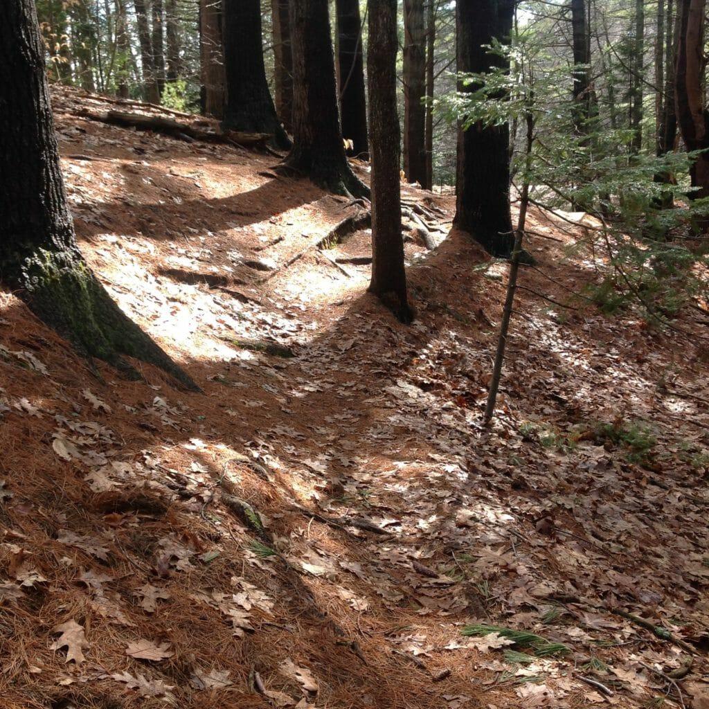 Not the Alps: Trail running on the coast of Maine. (Photo courtesy of Sandy Stott.)