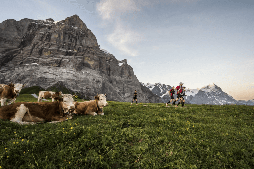 All of the Eiger routes feature high Alps pastures.... and at least a few bovine onlookers. (Photo courtesy of Eiger Ultra.)