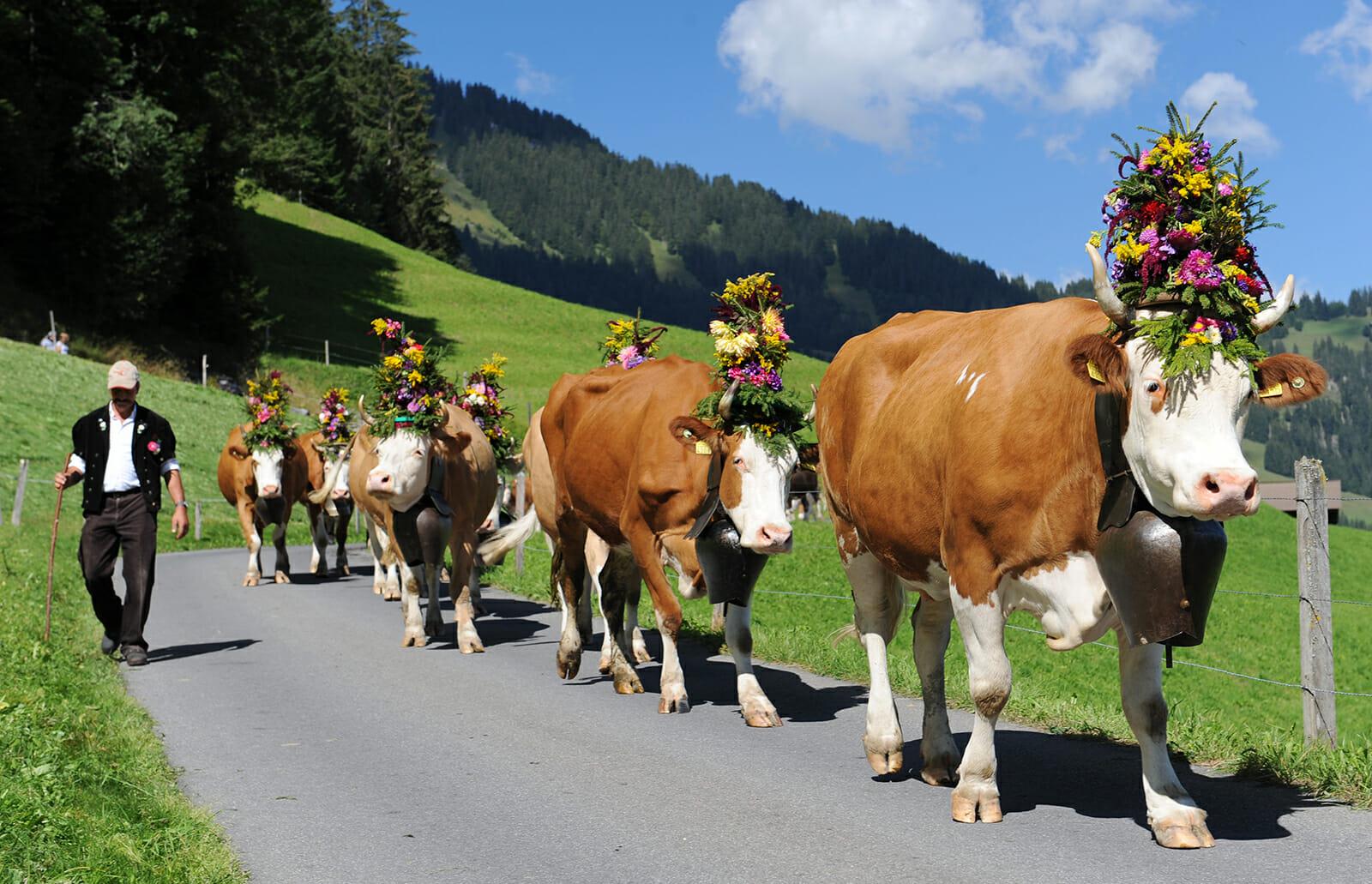 Cattle paraded ceremoniously from high mountain pastures into villages, wearing garlands of flowers to celebrate a successful summer of milk production.