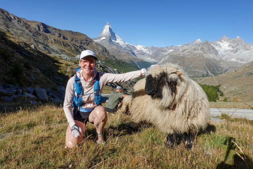 A trail runner with a black nosed sheep and the matterhorn in the background