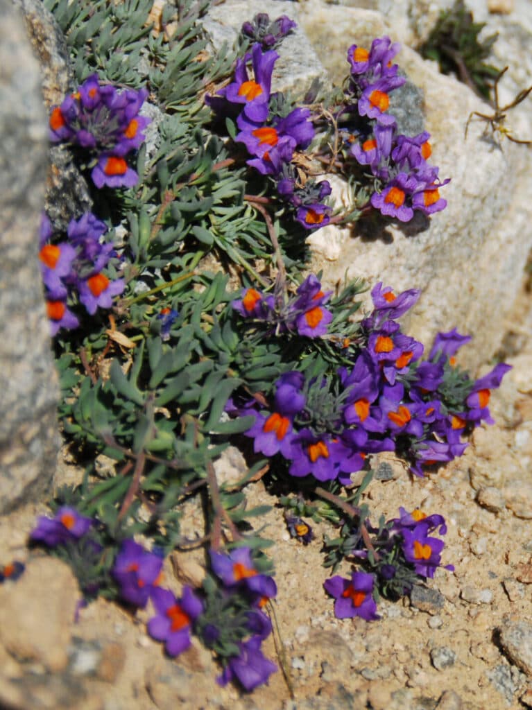 wildflowers