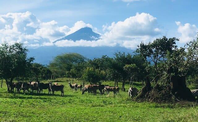 Deer-like anmials at the base of the Mount Meru