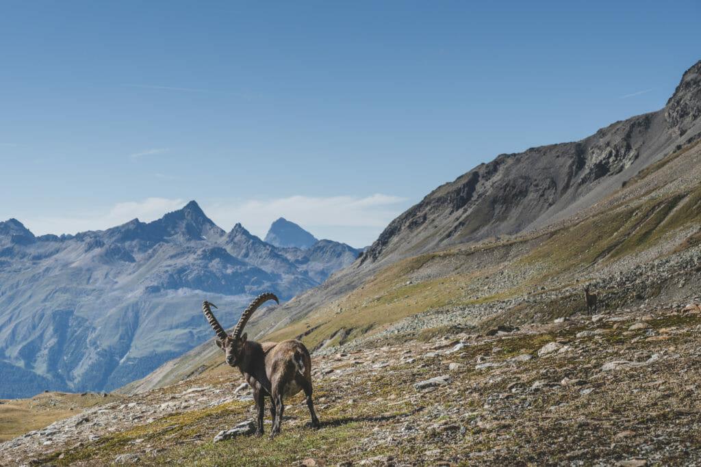 Ibex in the mountains