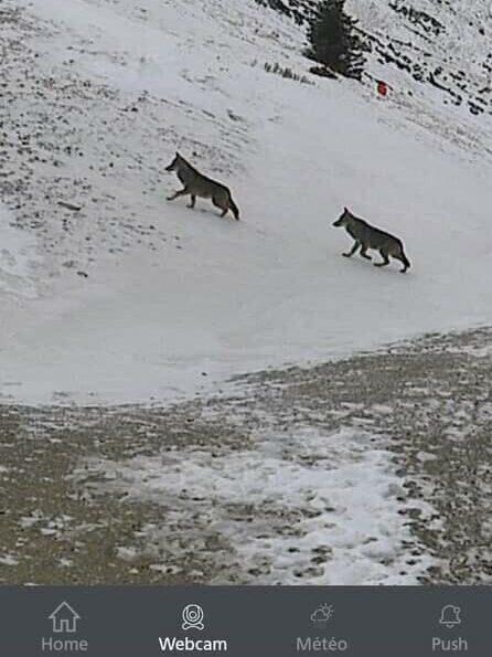Wolves above Les Contamines, France, near the Tour du Mont Blanc route