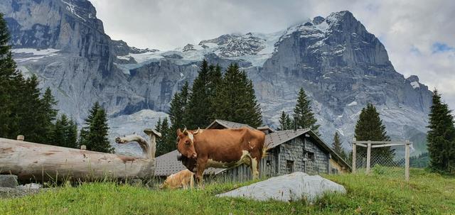 Cows and an old farm with mountains and glacier at the back