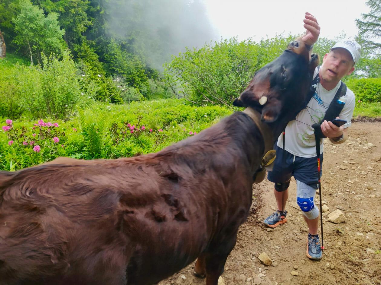 a trail runner with a cow on a trail