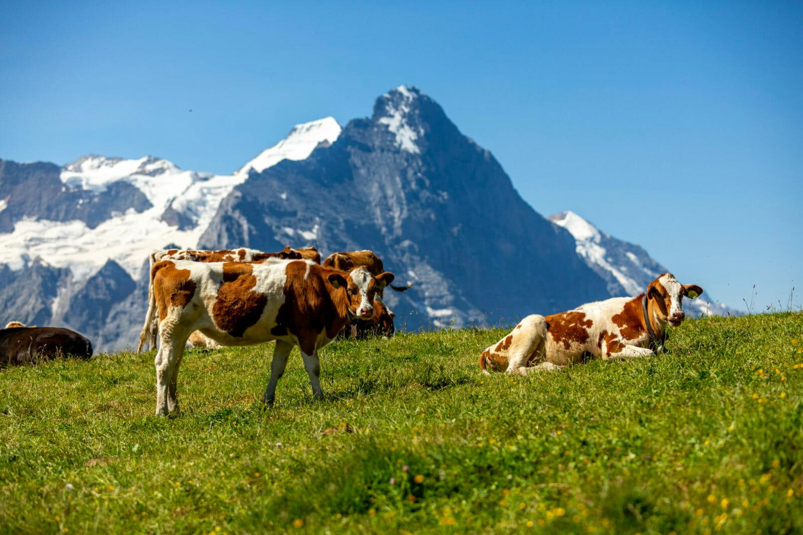 cows switzerland