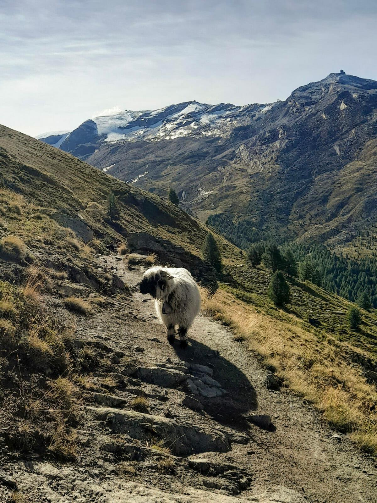 blackness sheep Zermatt