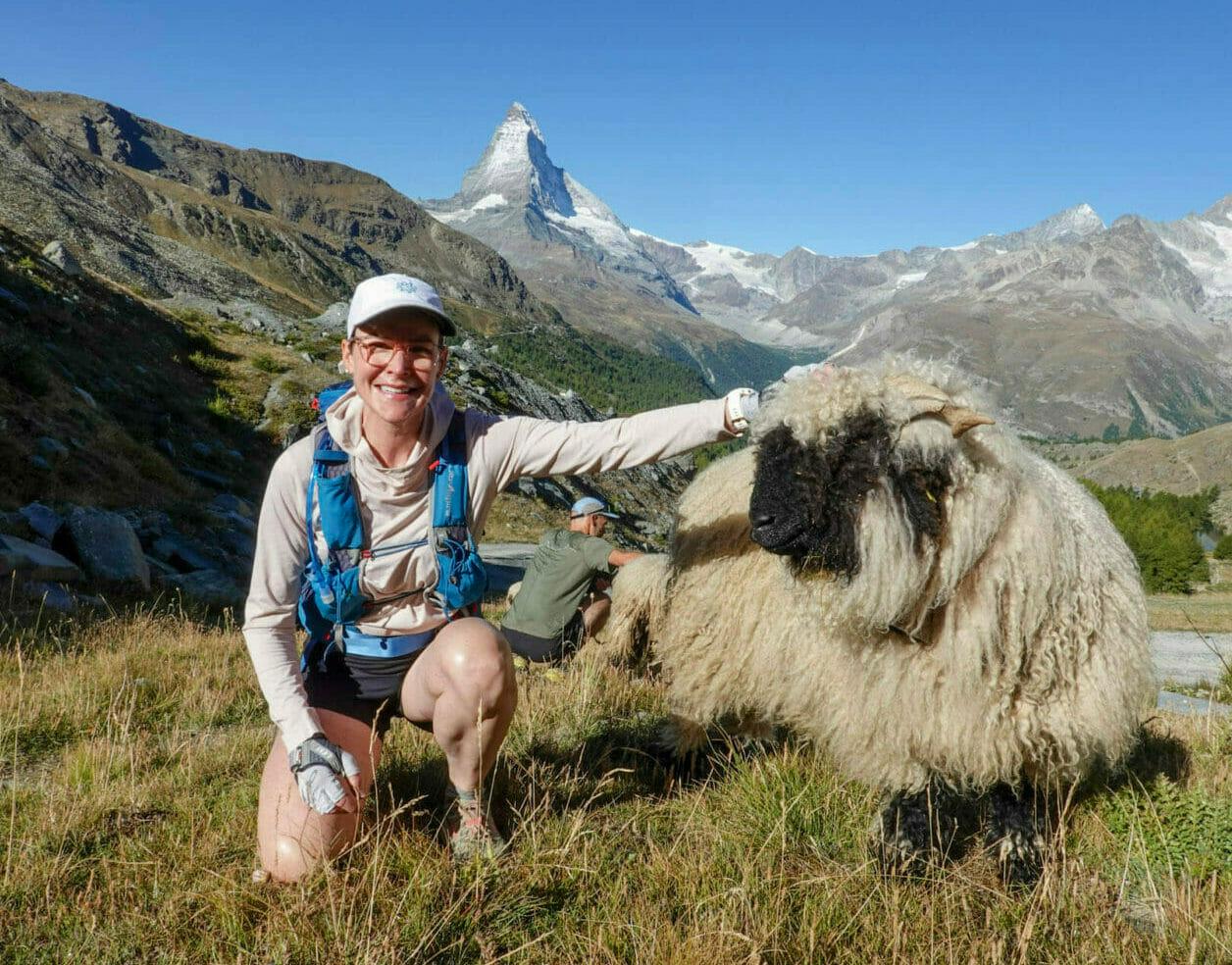 blacknose sheep above Zermatt