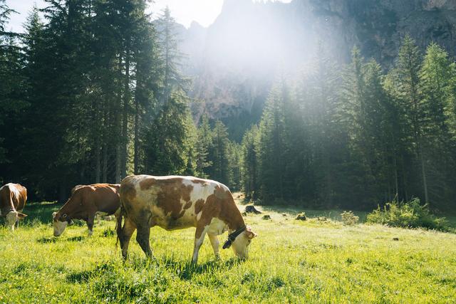 Brown and white cows grazing in the Dolomites